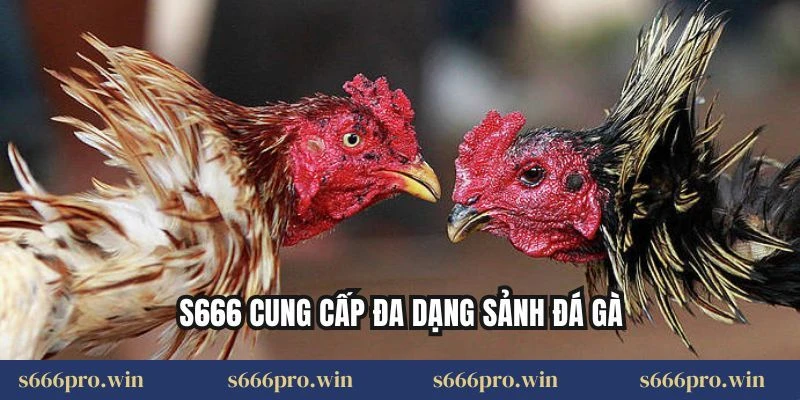 S666 cung cấp đa dạng sảnh đá gà
